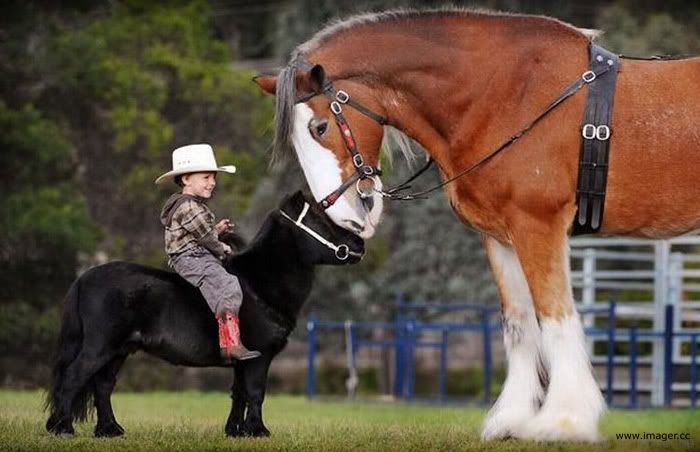 Img: Runt Horse