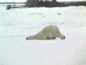  photo polar-bear-dragging-himself-around_zps3a047ccf.gif
