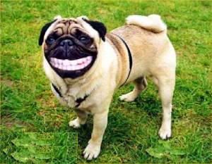 funny-dog-pictures-19jpgw300h233-1.jpg