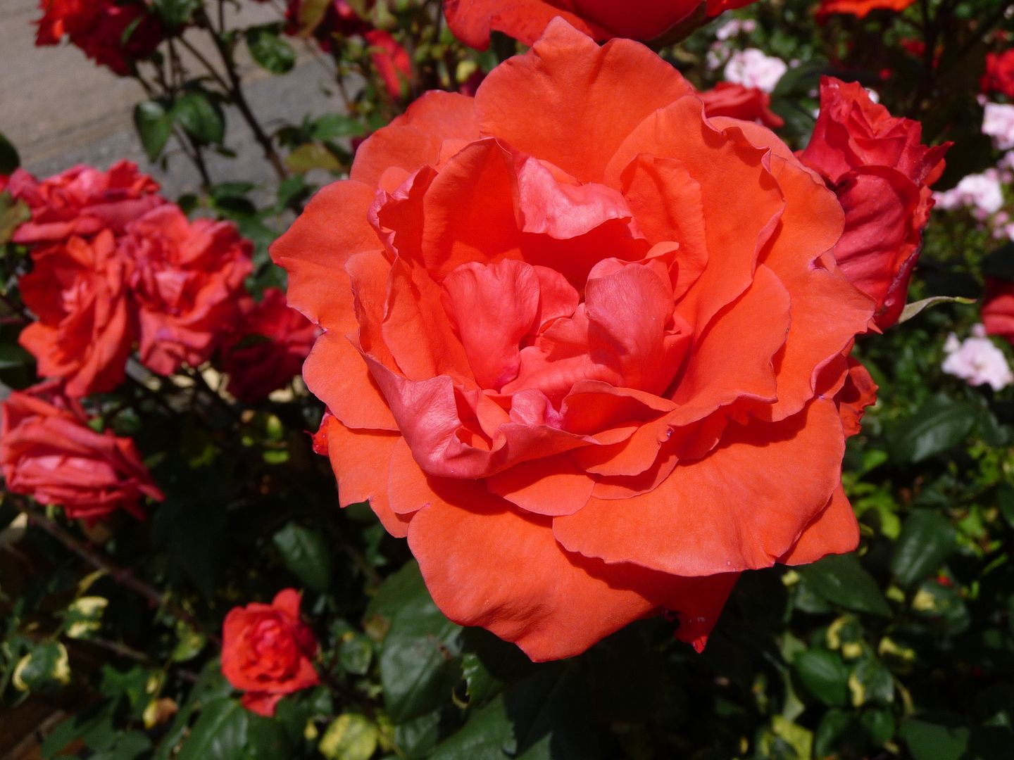 P1060297.jpg picture by chrissyb_bucket