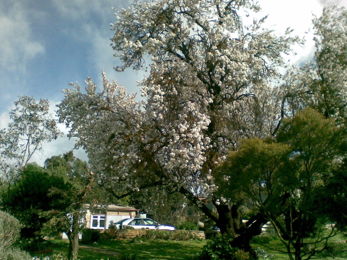 01082008.jpg blossom picture by chrissyb_bucket