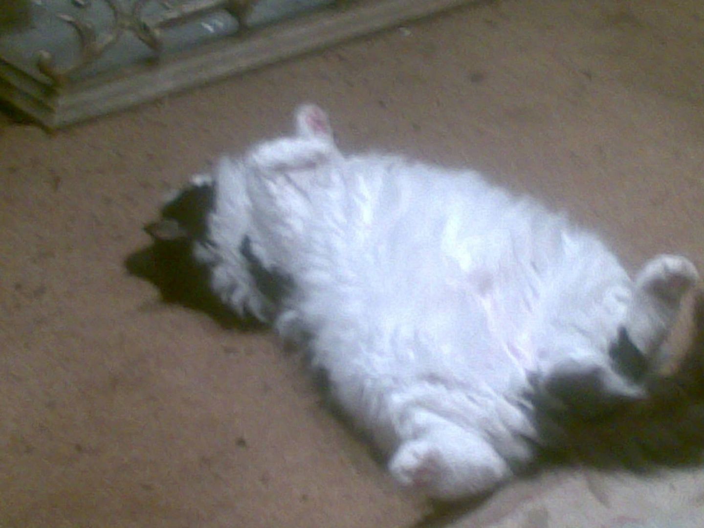 Fluff.jpg picture by chrissyb_bucket