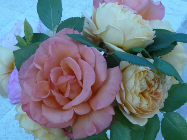 P1060246.jpg picture by chrissyb_bucket