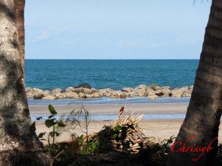 100_100_01.jpg Mission Beach, North Queensland Australia picture by chrissyb_bucket