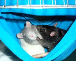 luvmyrats Avatar