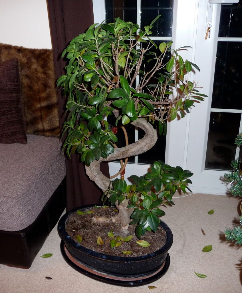 New Leaves are Falling off my Bonsai?? (Ficus) •