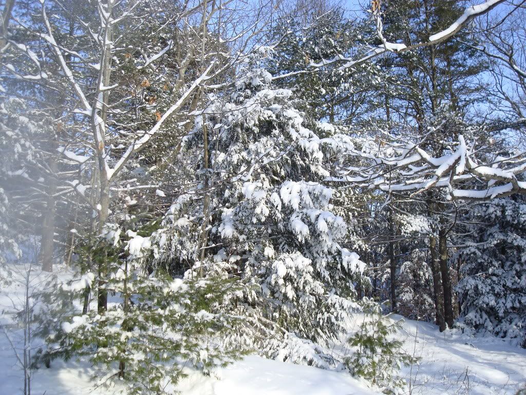 MAINE WINTER Pictures, Images and Photos