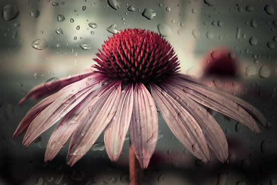 raindrops on flower photo: Solitude work_3957181_2_flat550x550075f_sad-solitude.jpg