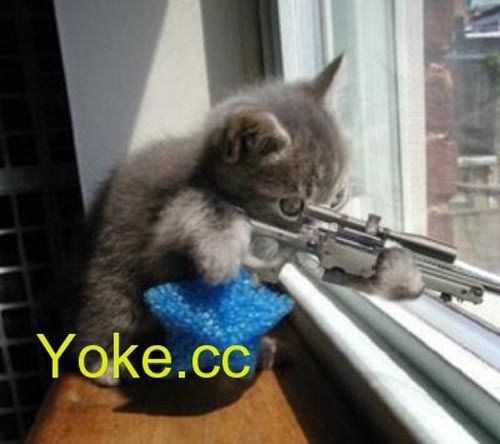 Sniperkitty.jpg