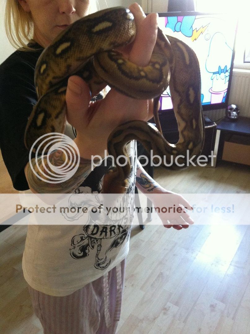 SW England - Male Sunfire Female Tiger Retic For Sale | Reptile Forums