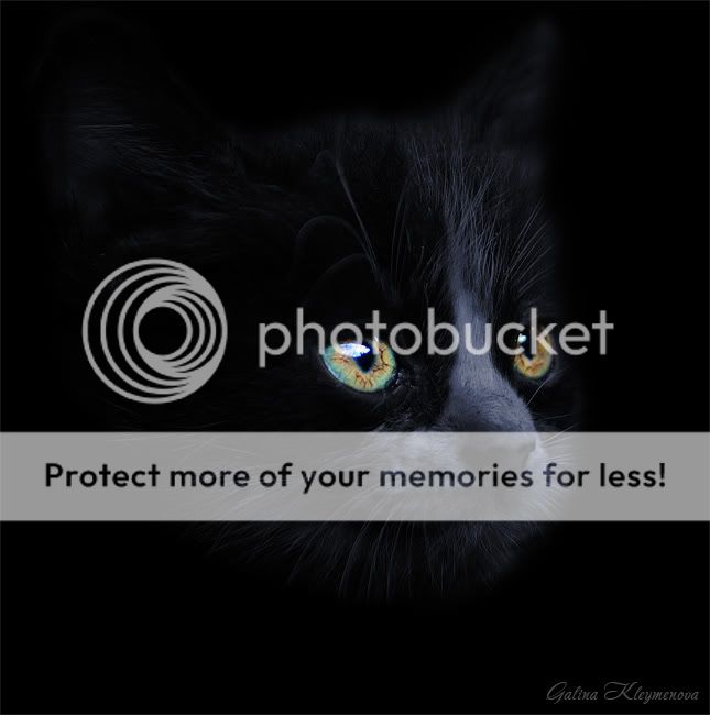 Пэт-портрет