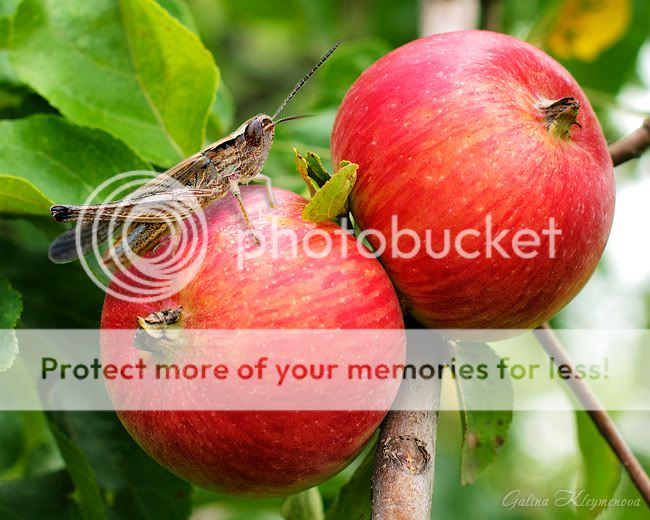 Кузнечик на яблоке