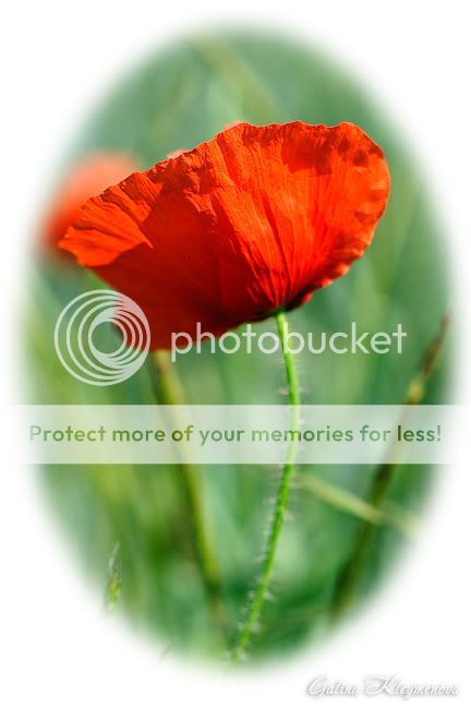 Белая виньетка